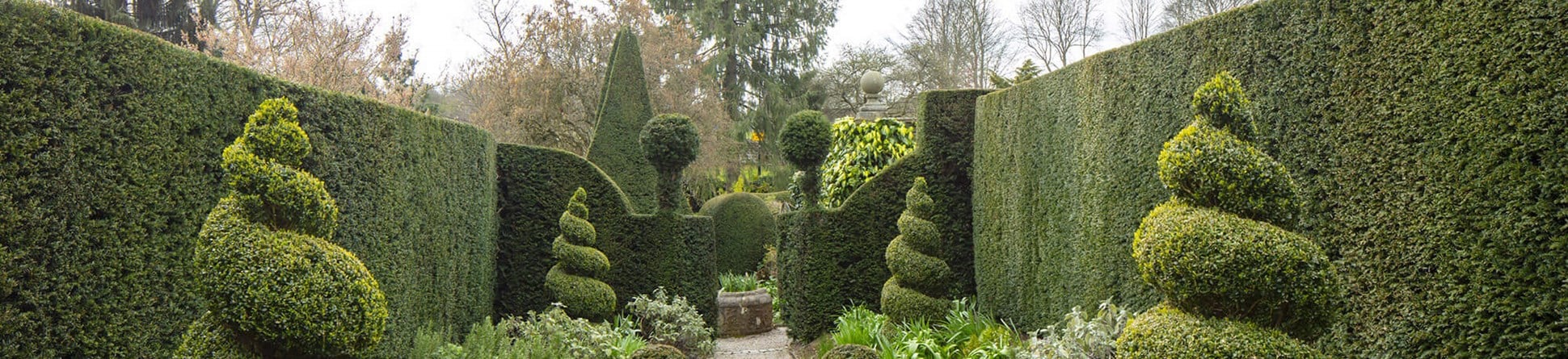 Topiary lining a path with hedging either side.