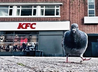 A close-up photograph of a pigeon, in front of a fast-food restaurant with a white sign with red text reading 'KFC' visible.