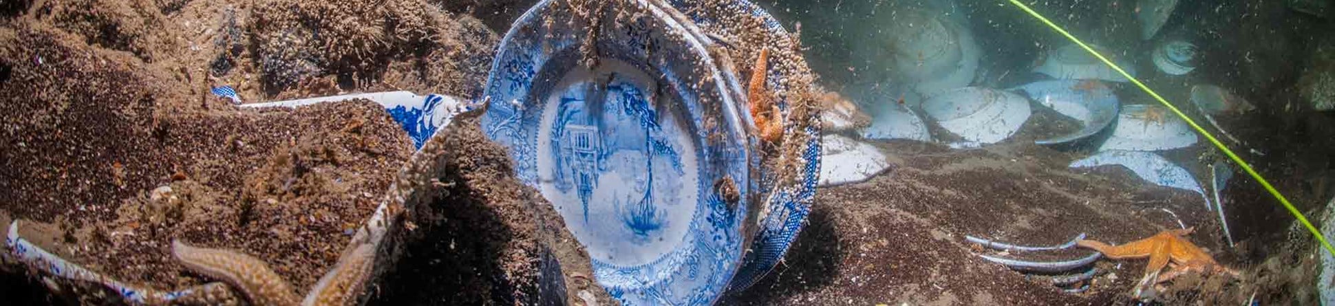Ceramic plates on the seabed with starfish clinging to them and a shoal of fish in the background